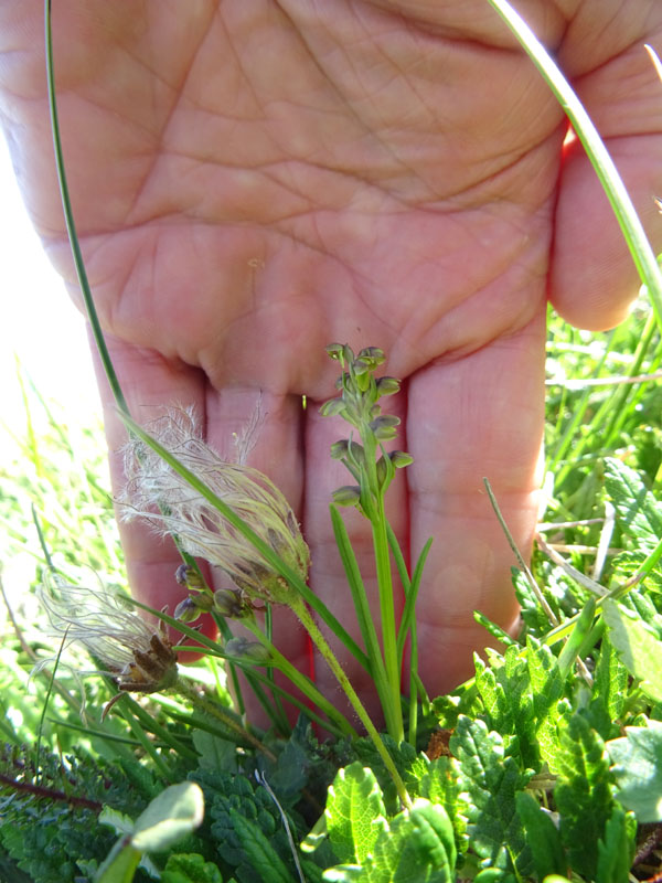 Chamorchis alpina